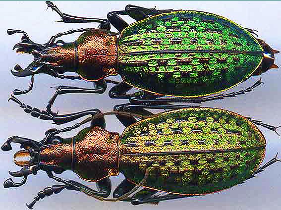 http://www.gorodinski.ru/carabus/Acoptolabrus schrencki.jpg